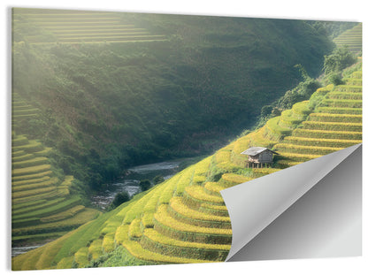 Golden Rice Terraces Wall Art