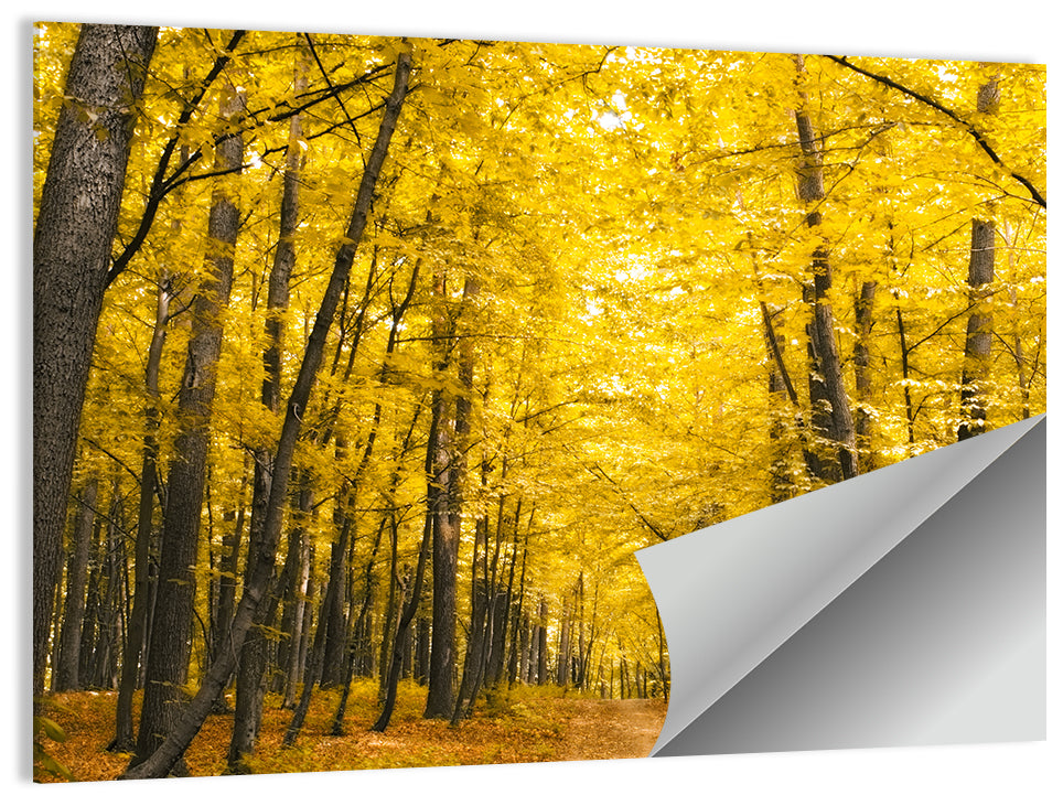 Yellow Autumn Forest Path Wall Art