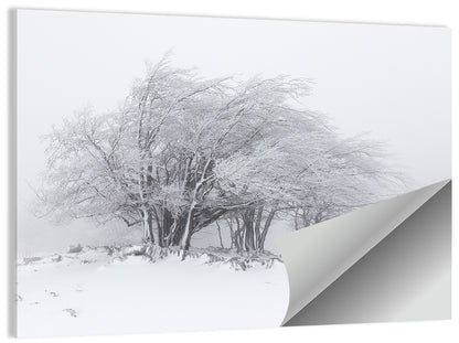 Rime Coated Winter Trees Wall Art