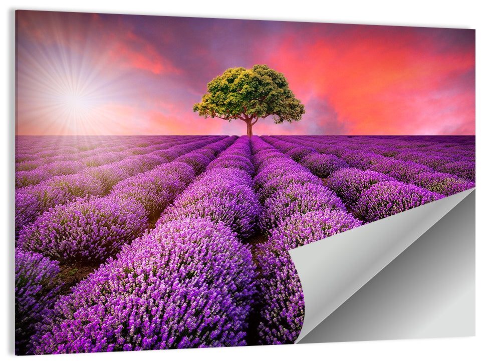 Sunset Over Lavender Fields Wall Art