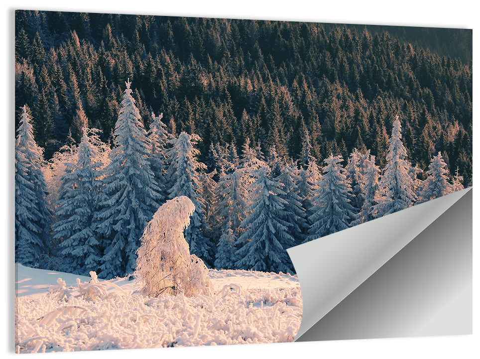 Carpathian Forest at Golden Hour Wall Art