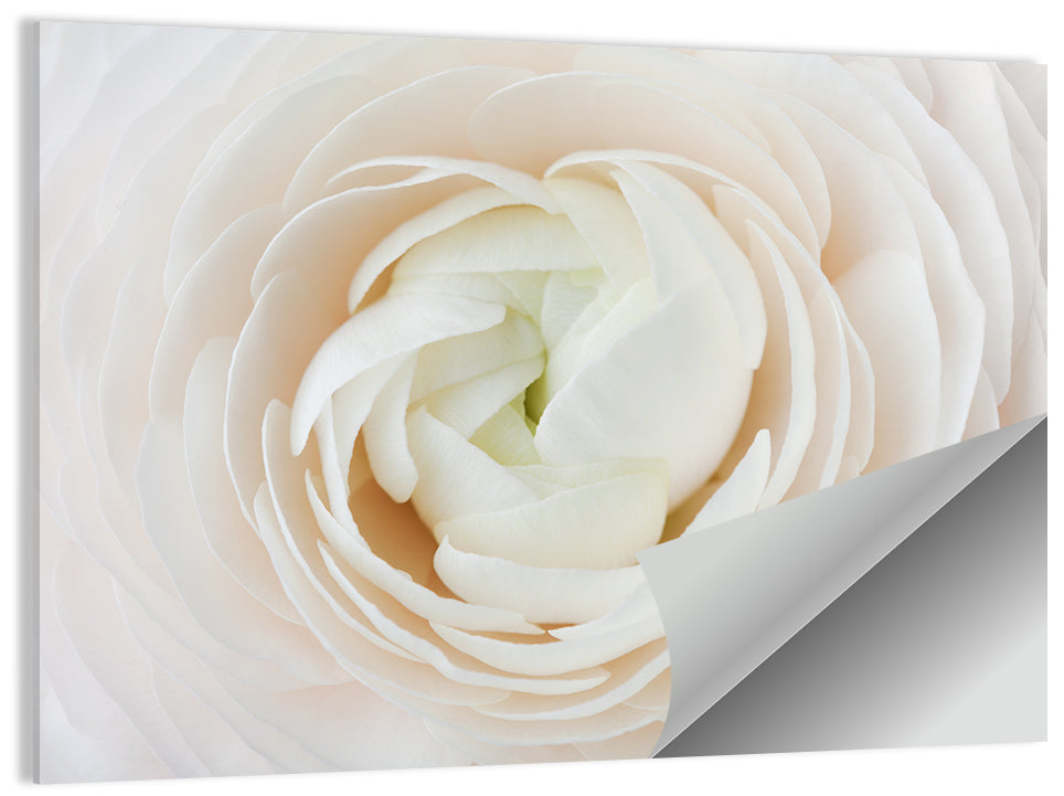 Peach Ranunculus Macro Bloom Wall Art