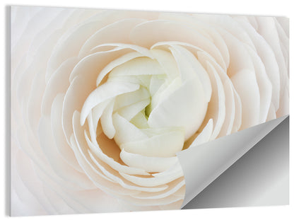 Peach Ranunculus Macro Bloom Wall Art
