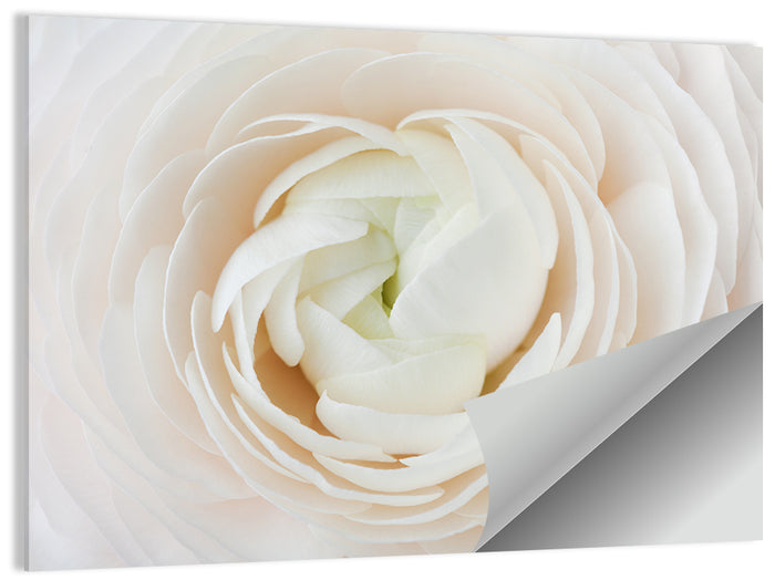 Peach Ranunculus Macro Bloom Wall Art as a poster print