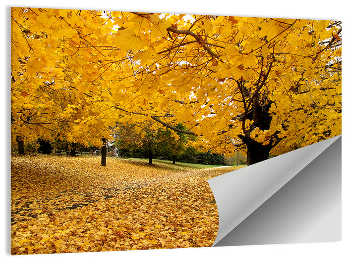 Baltimore Autumn Foliage Wall Art as a poster print