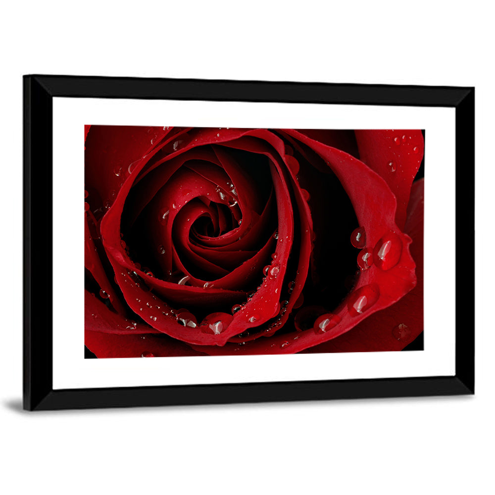 Red Rose with Dew Drops Wall Art