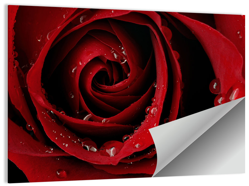 Red Rose with Dew Drops Wall Art