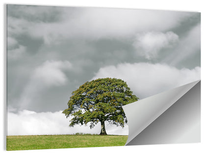 Solitary Oak in Meadow Wall Art
