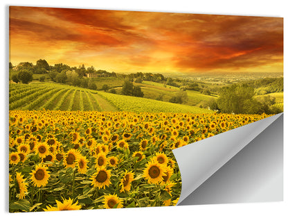 Sunflower Field at Golden Hour Wall Art