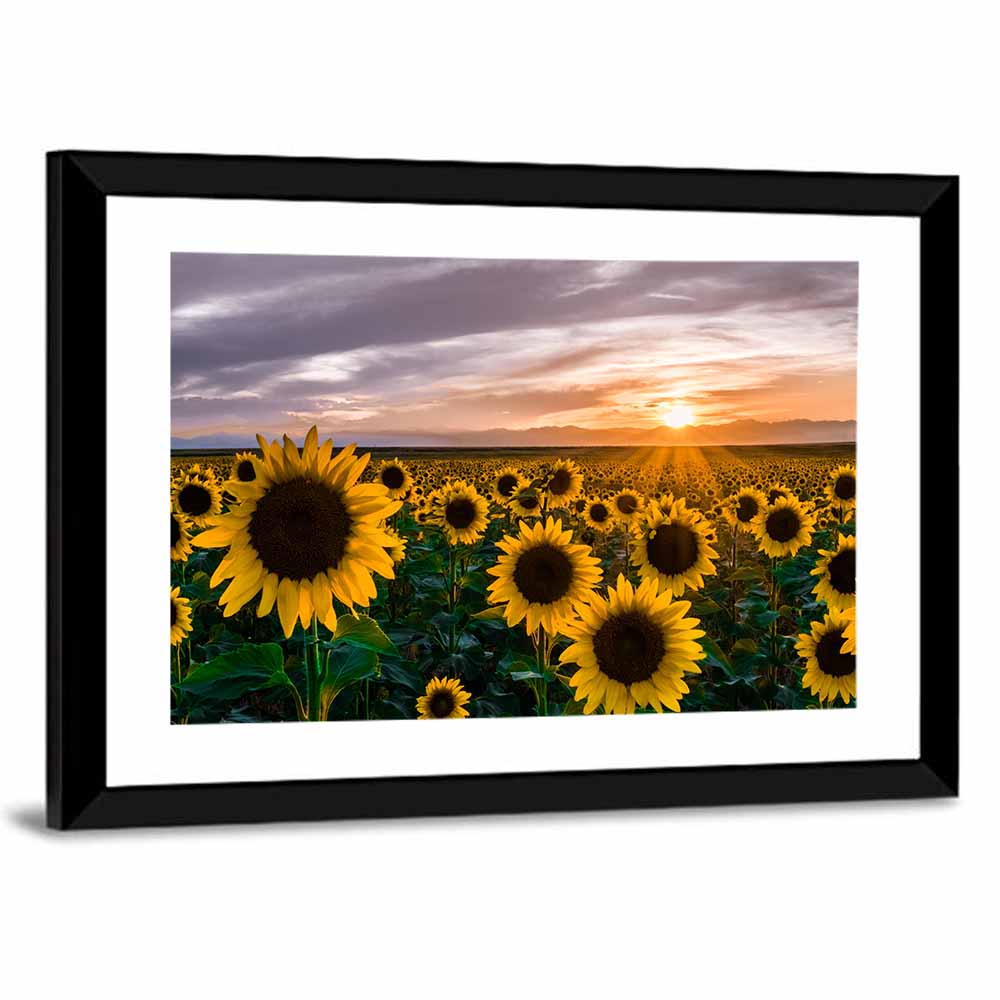 Sunflower Field at Sunset Wall Art