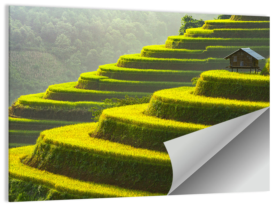 Golden Rice Terraces Wall Art