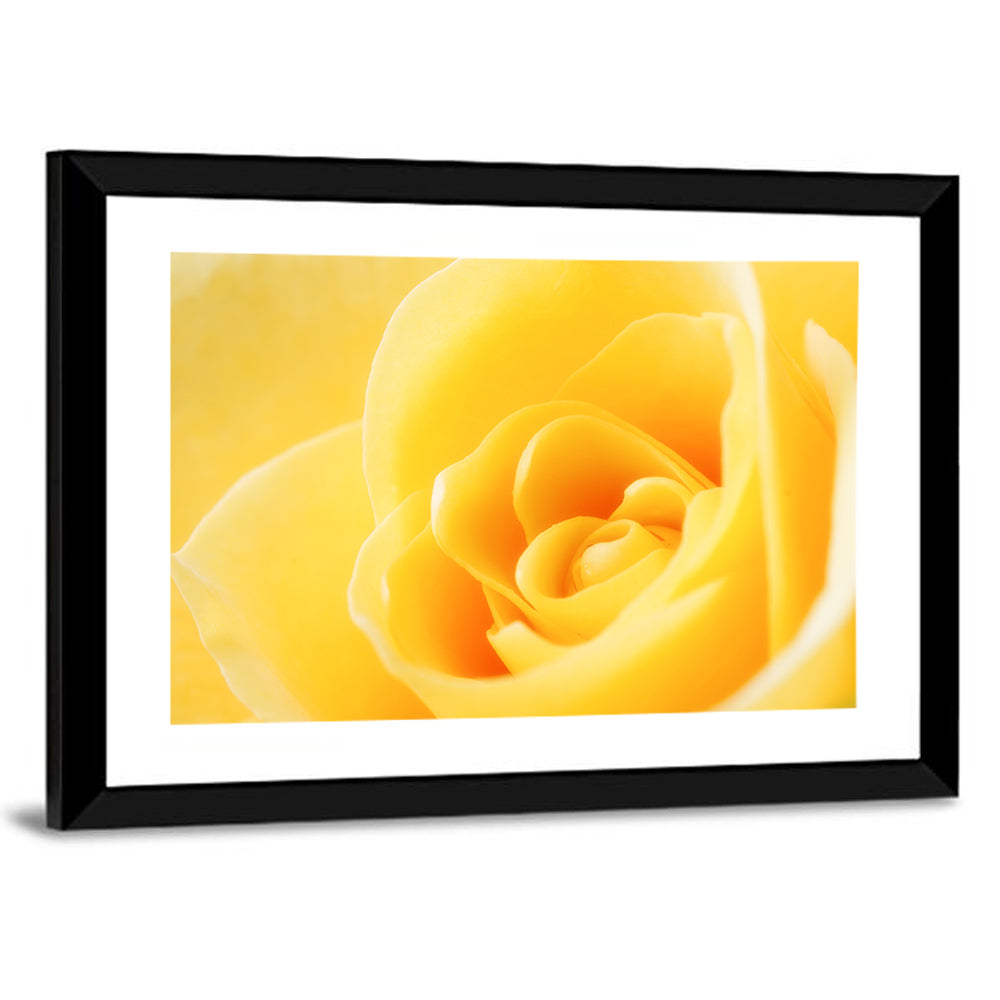 Soft-lit Yellow Rose Close-up Wall Art