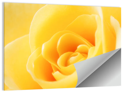 Soft-lit Yellow Rose Close-up Wall Art