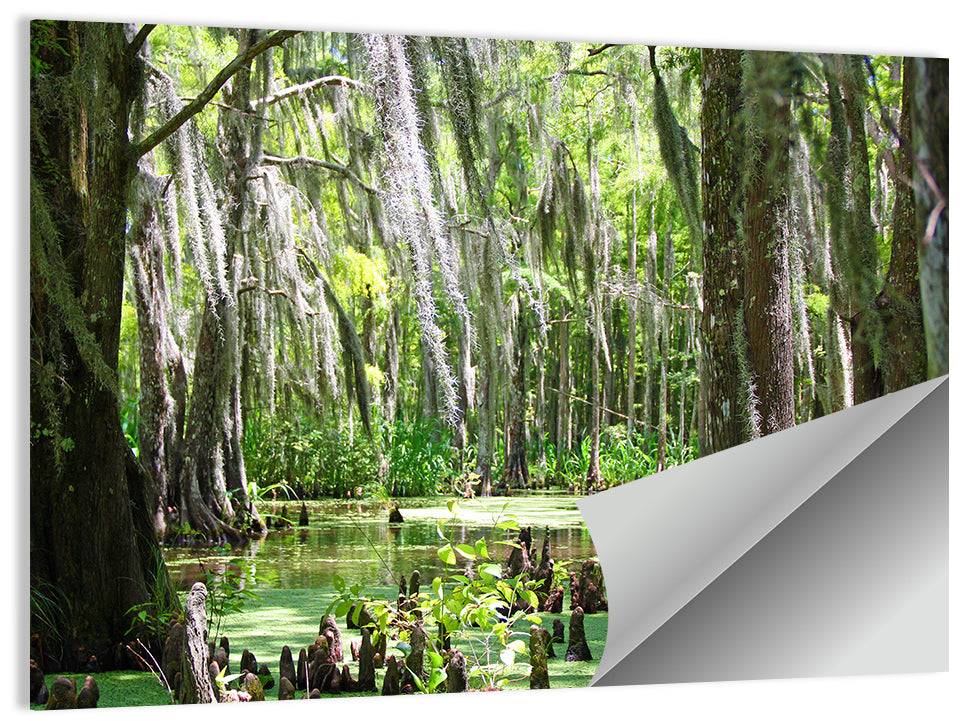 Louisiana Cypress Swamp Wall Art