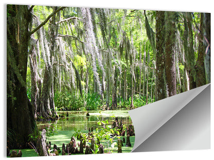 Louisiana Cypress Swamp Wall Art