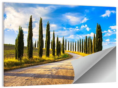 Sunlit Tuscany Cypress Road Wall Art