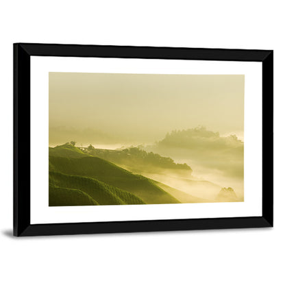 Tea Plantation Morning Mist Wall Art