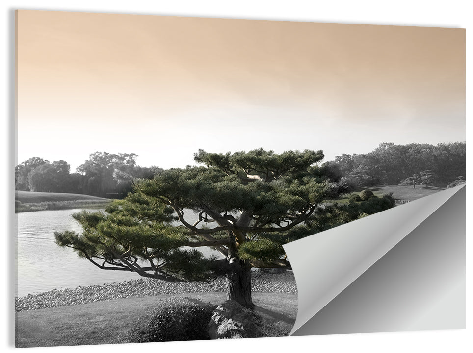 Bonsai Pine in Japanese Garden Wall Art