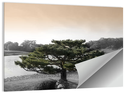 Bonsai Pine in Japanese Garden Wall Art