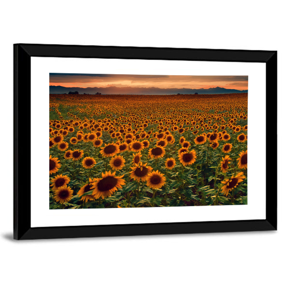 Colorado Sunflower Field at Sunset Wall Art
