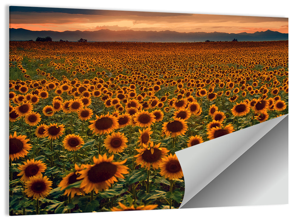 Colorado Sunflower Field at Sunset Wall Art