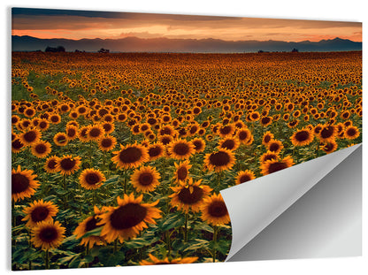 Colorado Sunflower Field at Sunset Wall Art