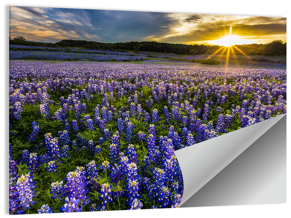 Texas Bluebonnet Field at Sunset Wall Art