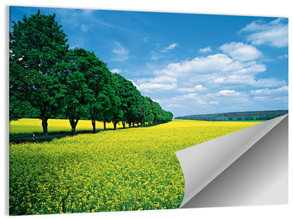 Spring Field of Yellow Flowers Wall Art