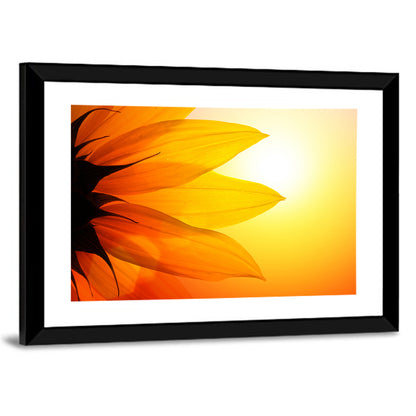 Backlit Sunflower Petals Wall Art