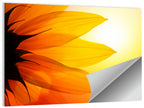 Backlit Sunflower Petals Wall Art