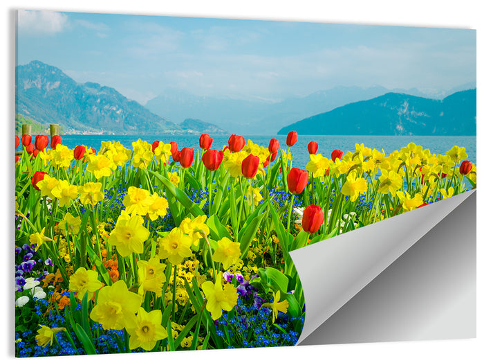 Lake Lucerne Daffodils Wall Art as a poster print