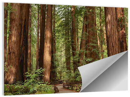 Muir Woods Redwood Trail Wall Art