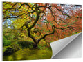 Gnarled Japanese Maple by Garden Pond Wall Art