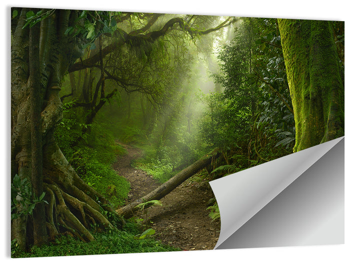 Moss-covered Rainforest Path Wall Art as a poster print