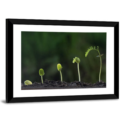 Five-stage Plant Growth Wall Art