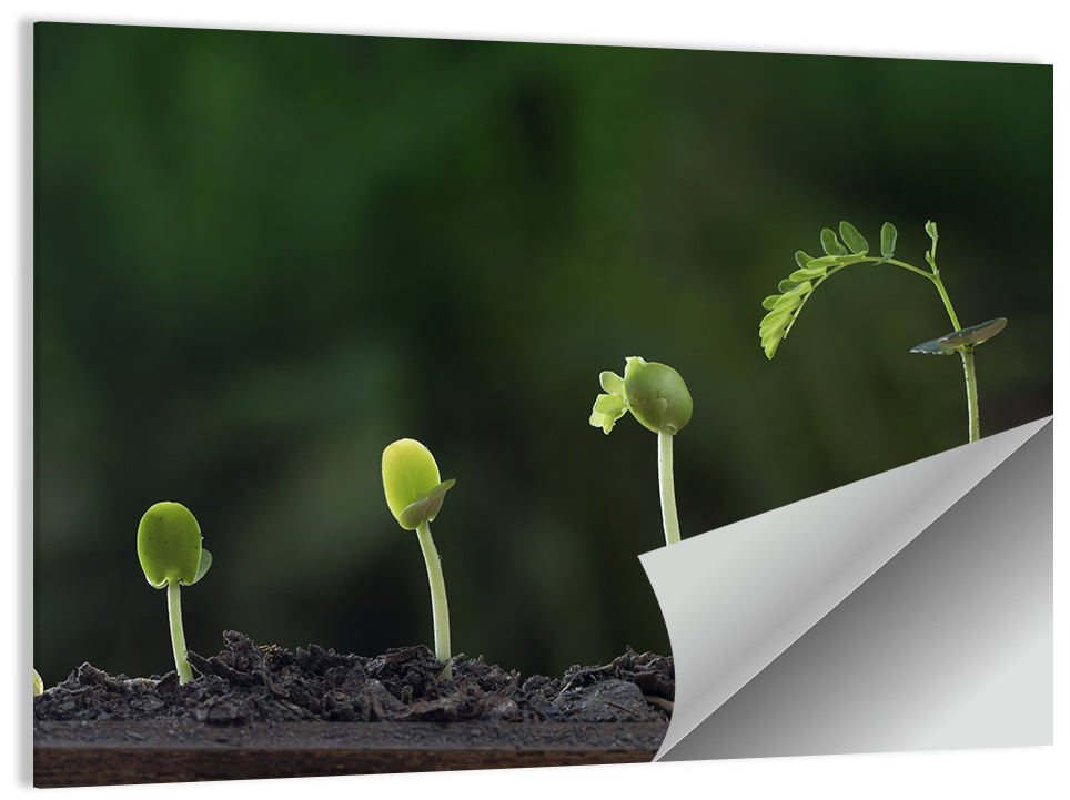 Five-stage Plant Growth Wall Art