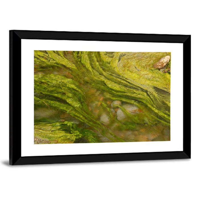 Macro Algae Stream Wall Art as a framed print