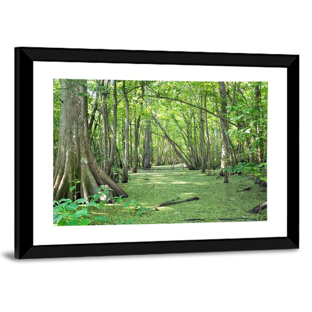 Summer Cypress Bayou, Louisiana Wall Art