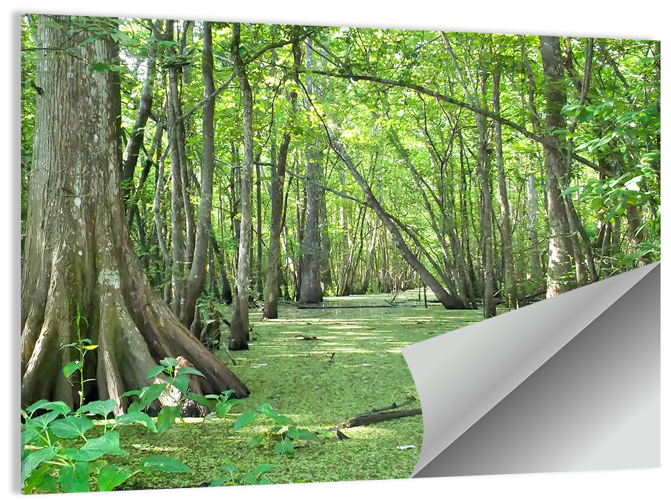 Summer Cypress Bayou, Louisiana Wall Art