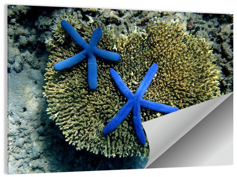 Blue Starfish Wall Art, poster print, landscape