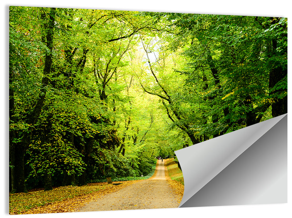 Sunlit Forest Pathway Wall Art