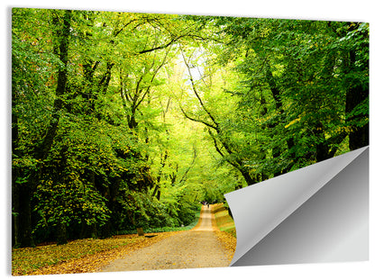 Sunlit Forest Pathway Wall Art