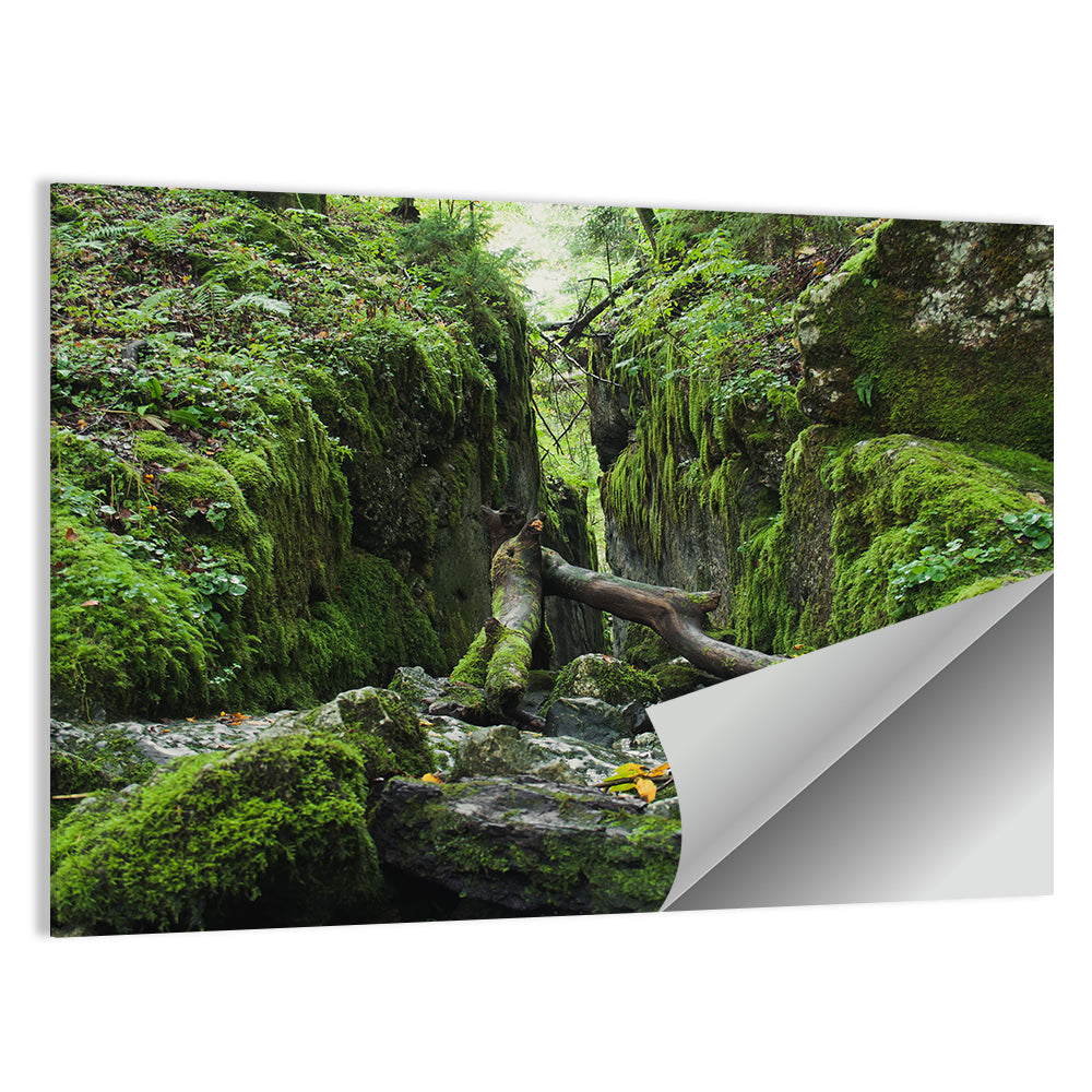 Kammersee Mossy Cleft Wall Art
