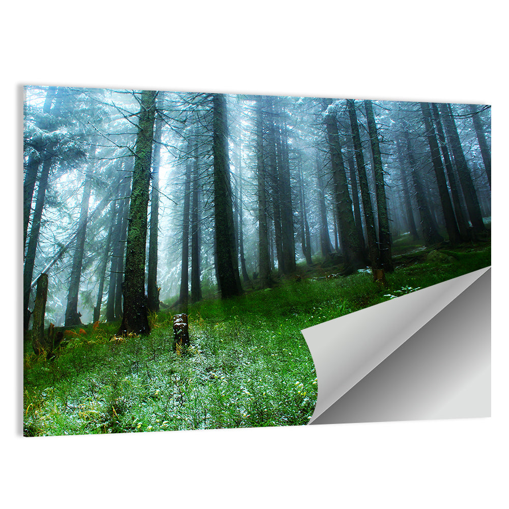 Misty Green Pine Forest Wall Art