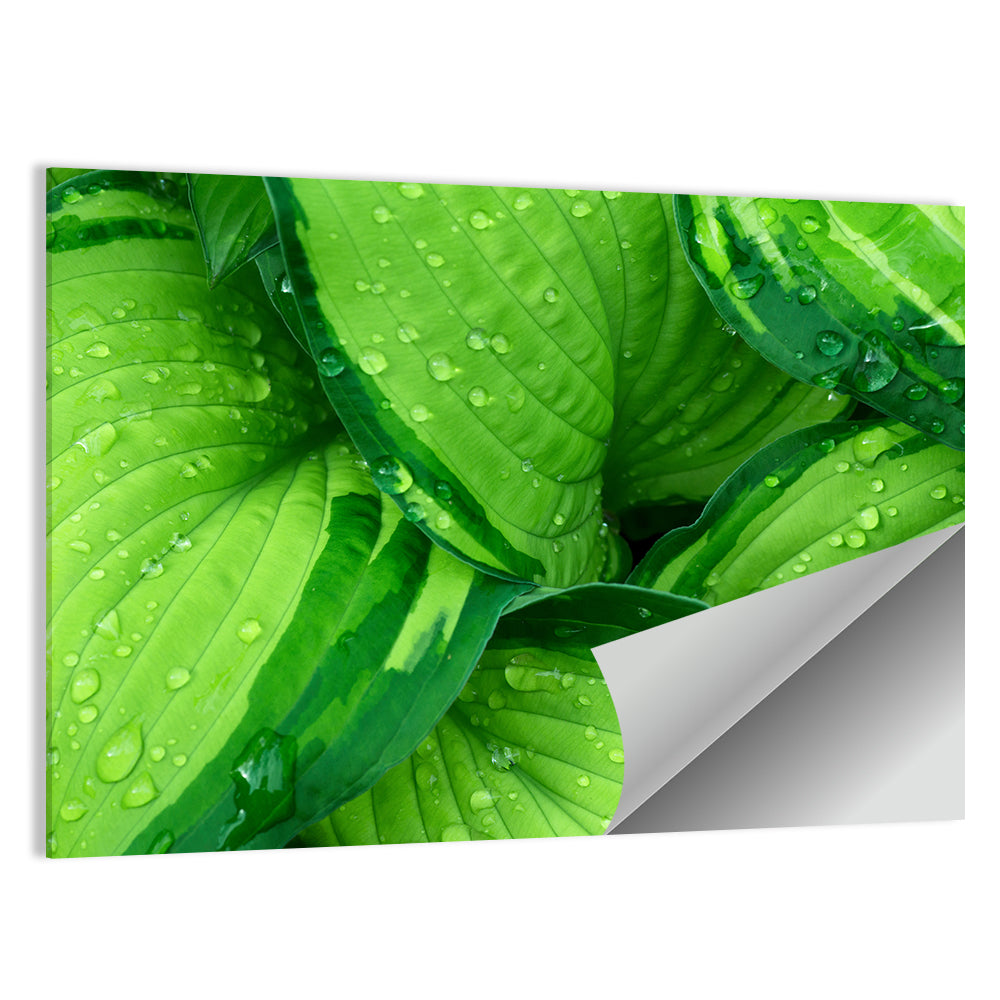 Dewy Hosta Leaves Wall Art