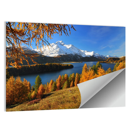 Silsersee Larches and Swiss Alps Wall Art