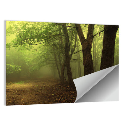 Misty Green Forest Path Wall Art
