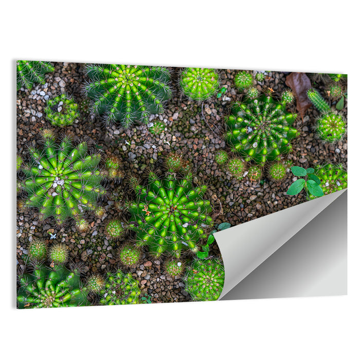 Top-down Cactus Garden Wall Art as a poster print