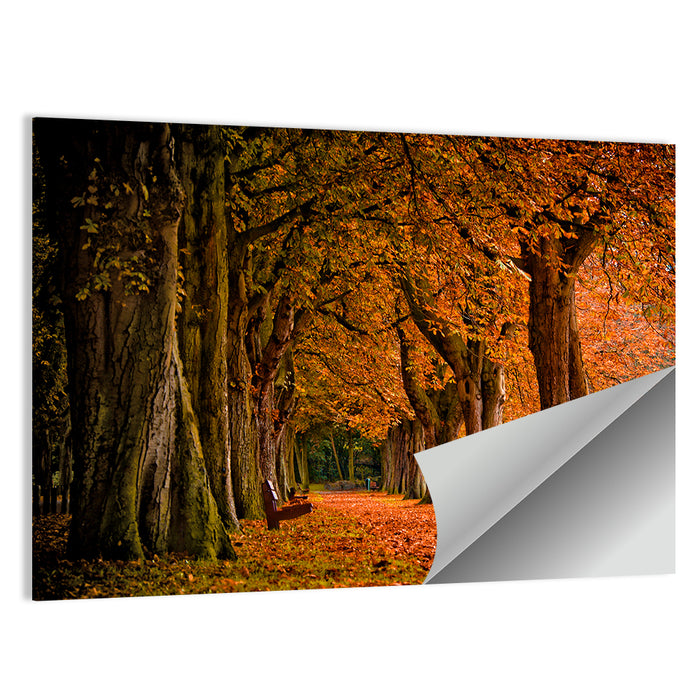 Autumn Forest Pathway Wall Art as a poster print