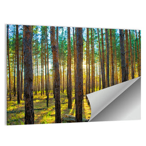 Scots Pine Forest Wall Art